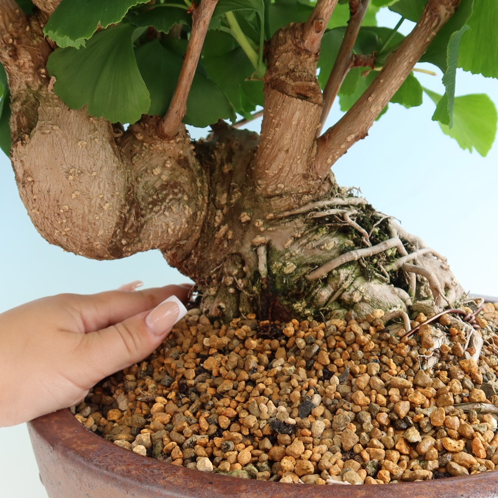 Kültéri bonsai - Ginkgo biloba - Ginkgo biloba
