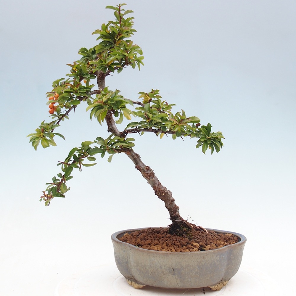 Kültéri bonsai-Pyracantha Teton - Hlox