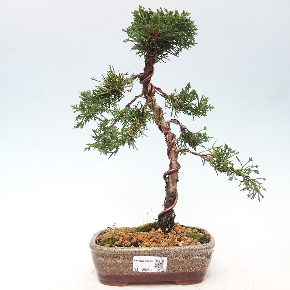 Kültéri bonsai - Juniperus chinensis Kishu