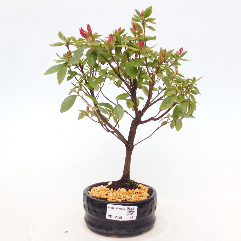 Kültéri bonsai - japán azálea - Azalea sp.