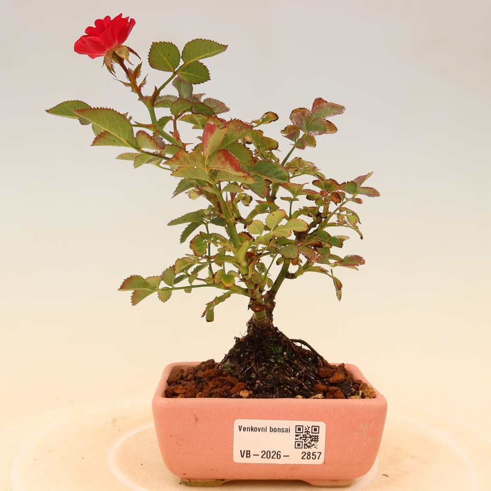 Kültéri bonsai - Rosa Kordes - rózsa