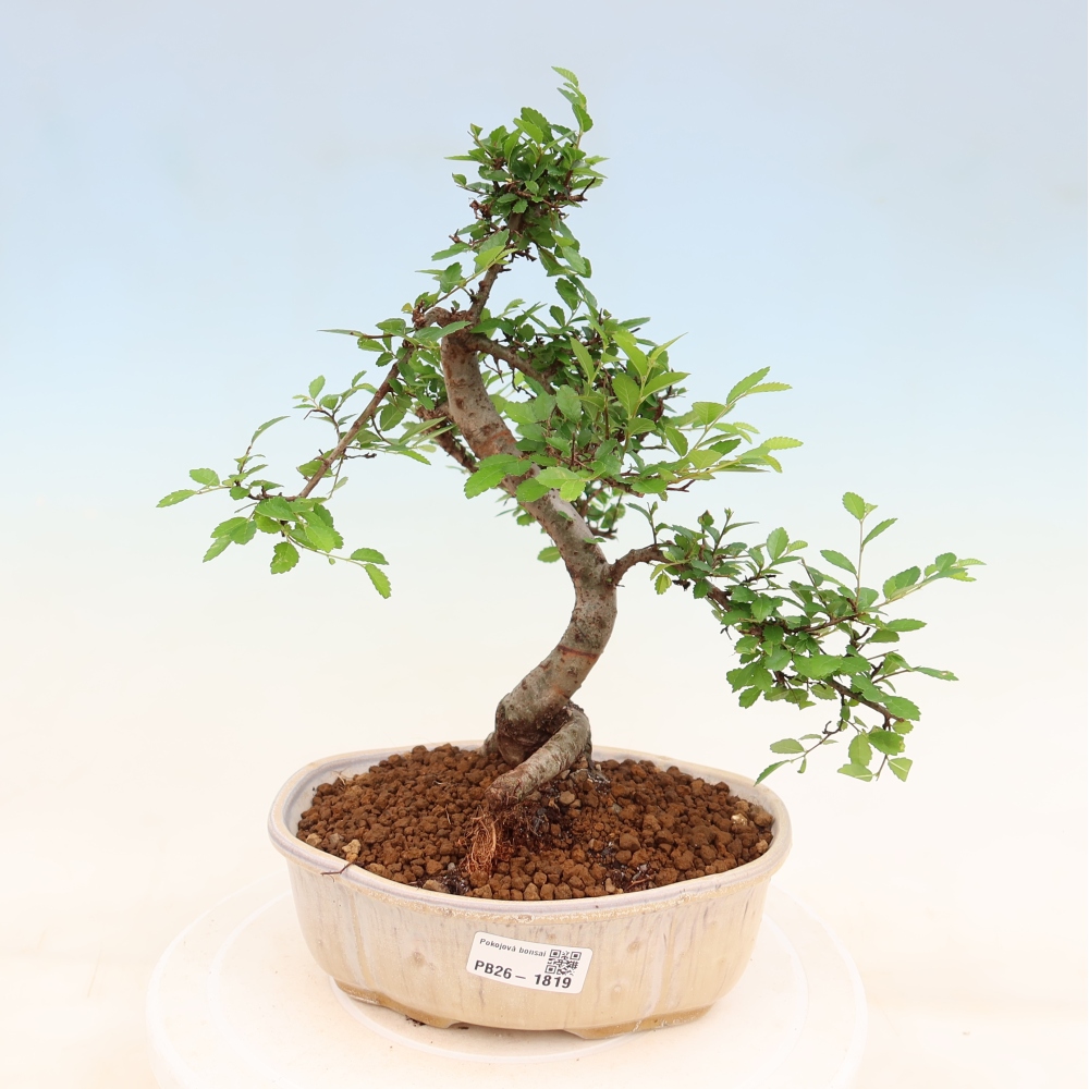 Szobai bonsai - Ulmus parvifolia - Kislevelű szilfa