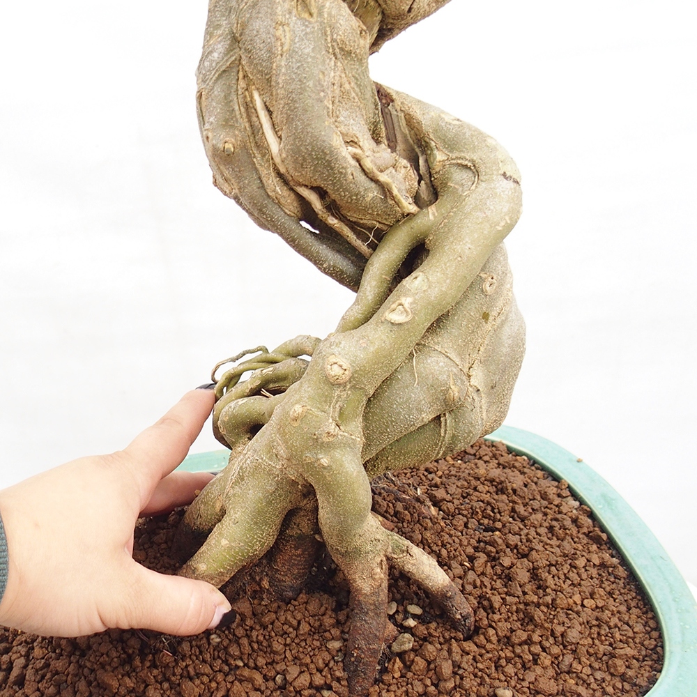 Kültéri bonsai - Acer Buergerianum - Burger juhar