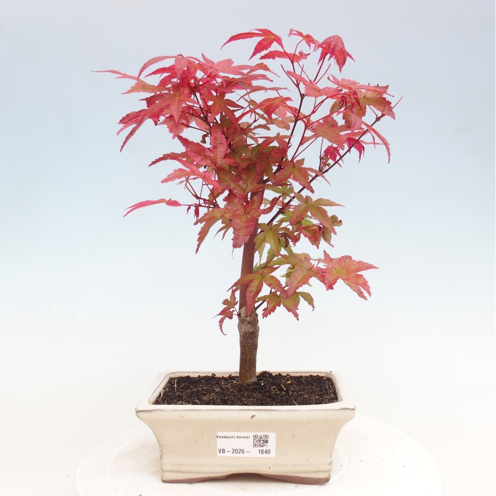 Kültéri bonsai - Acer palmatum DESHOJO