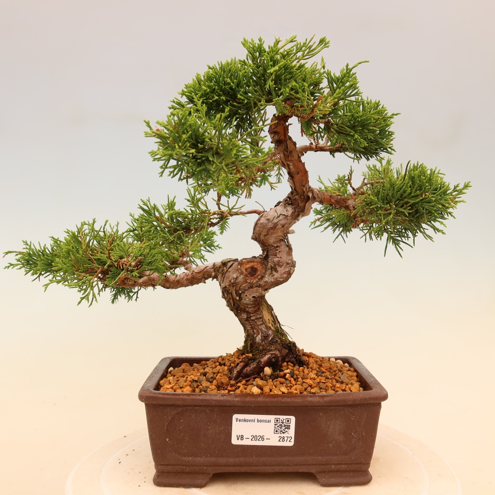 Kültéri bonsai - Juniperus chinensis Itoigawa