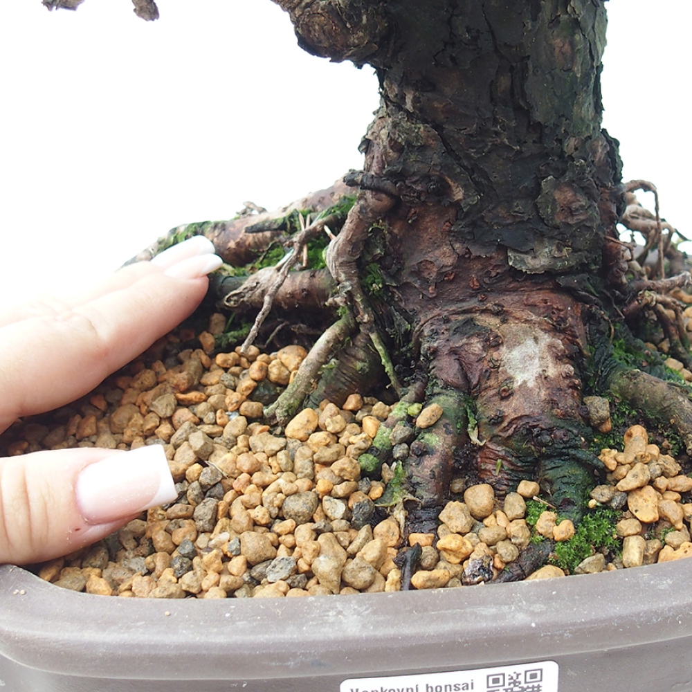 Kültéri bonsai - Pinus thunbergii Kotobuki - Thunberg fenyő