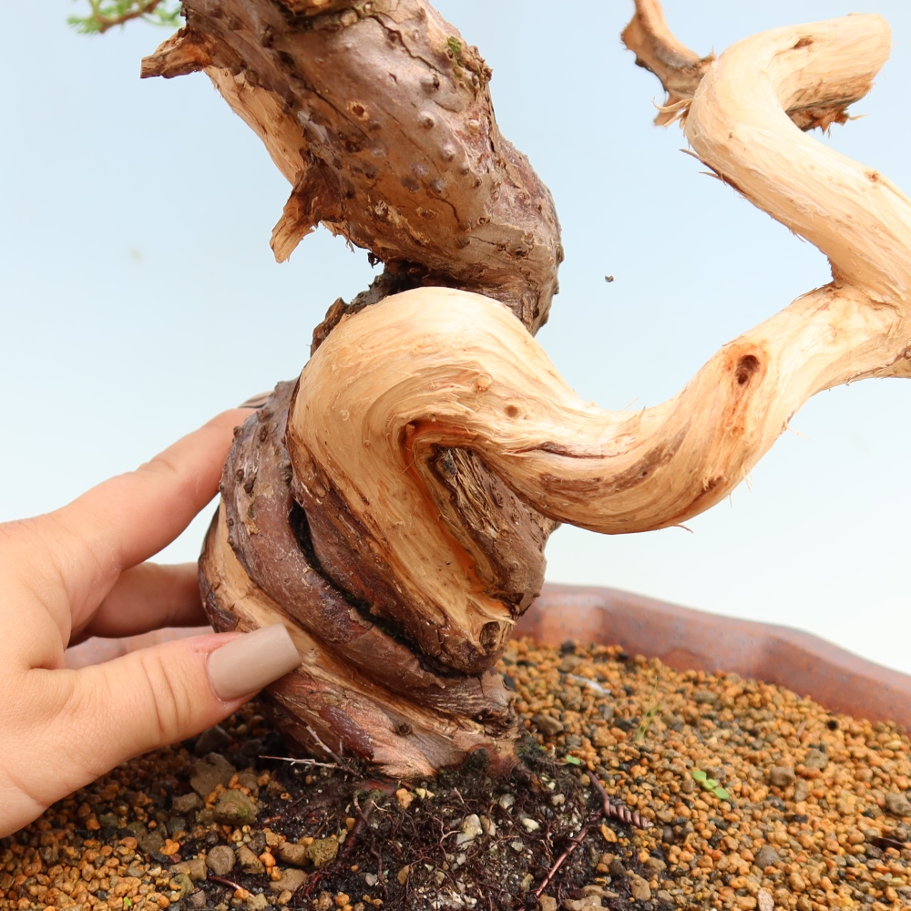 Kültéri bonsai - Juniperus chinensis Itoigawa-Juniperus chinensis