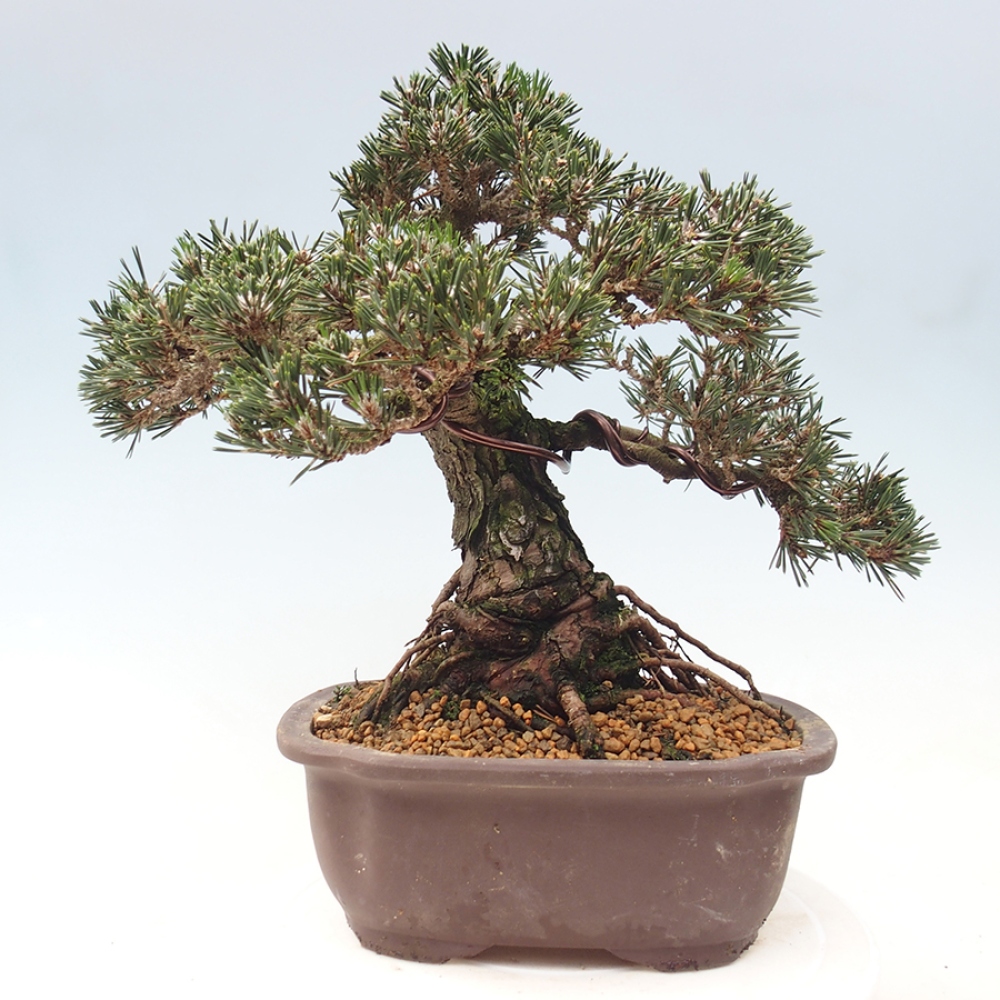 Kültéri bonsai - Pinus thunbergii Kotobuki - Thunberg fenyő
