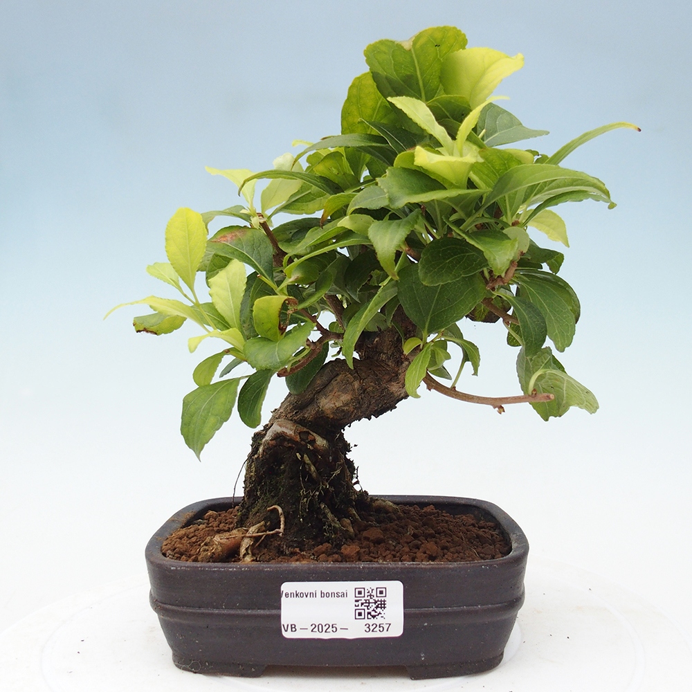 Kültéri bonsai - Celastrus orbiculatus