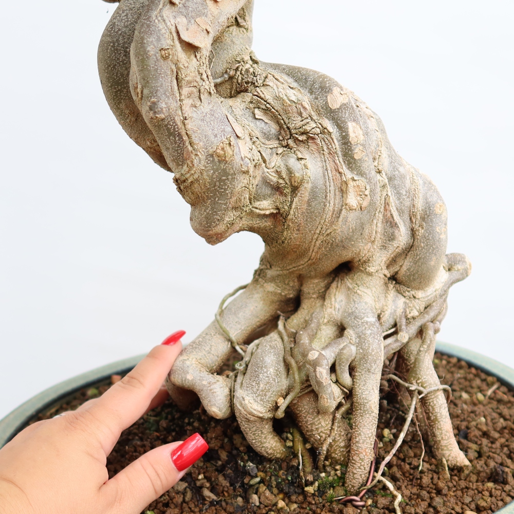 Kültéri bonsai - Juhar Burger - Acer Burgerianum