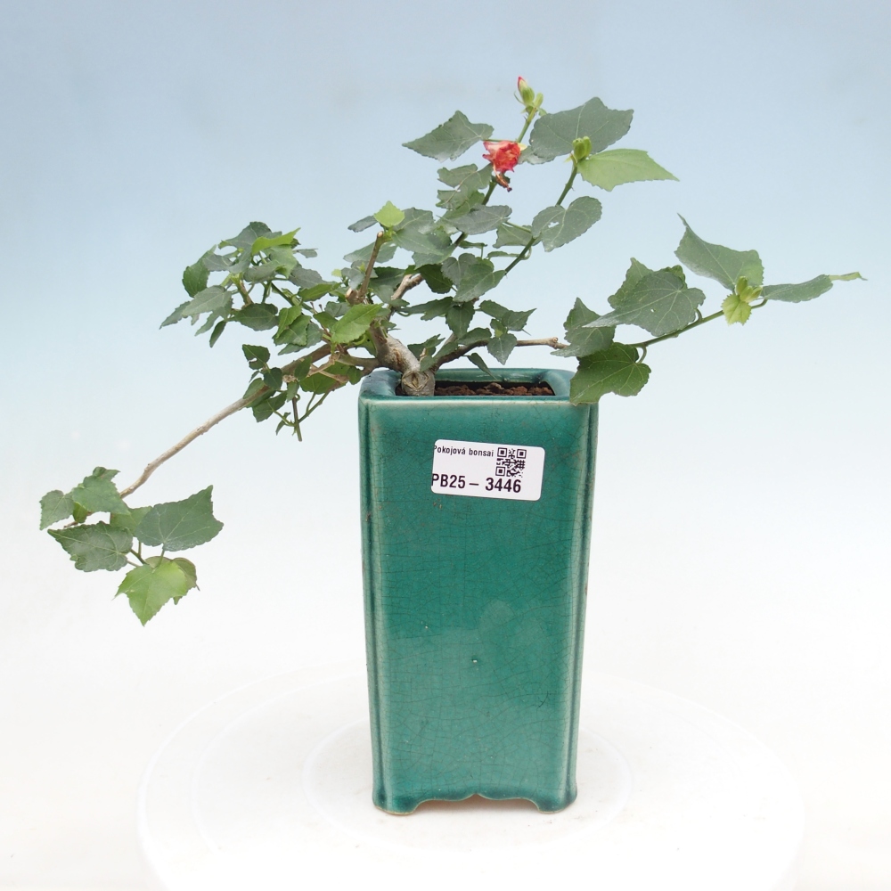 Beltéri bonsai - Malvaviscus arboreus
