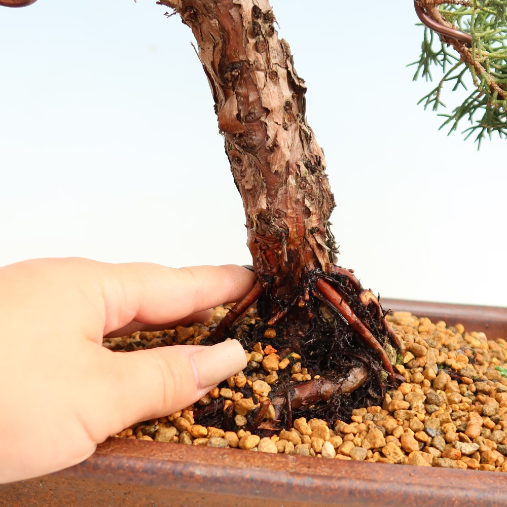 Kültéri bonsai - Juniperus chinensis Kishu