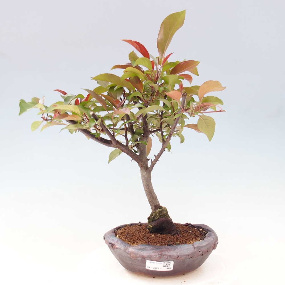 Kültéri bonsai -Malus domestica - Kis gyümölcsű piros levelű almafa