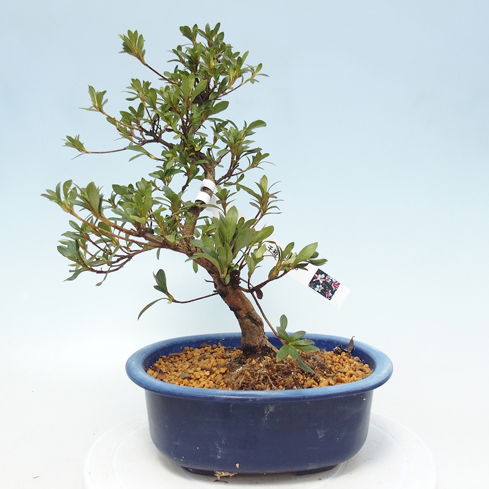 Kültéri bonsai - japán azálea - Azálea CHIHIRO