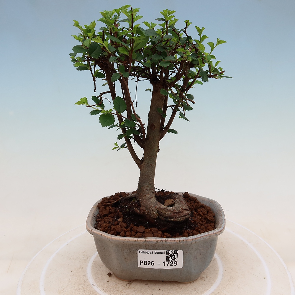 Szobai bonsai - Ulmus parvifolia - Kislevelű szilfa