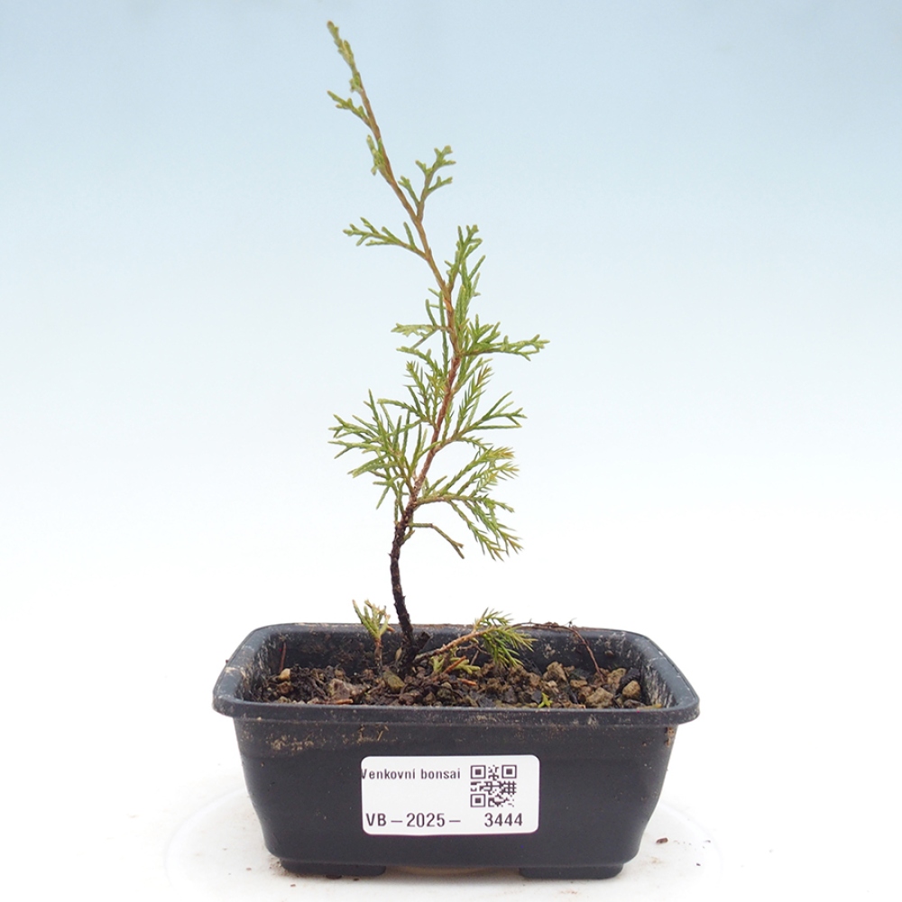 Kültéri bonsai - Juniperus chinensis Itoigawa