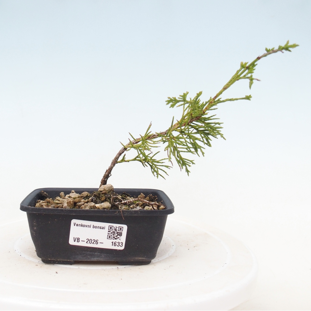 Kültéri bonsai - Juniperus chinensis Itoigawa