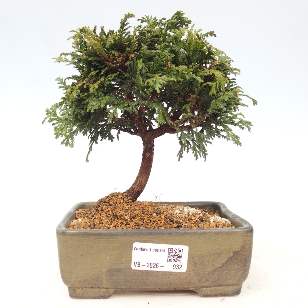 Kültéri bonsai - Cham.pis Parslori - ciprus
