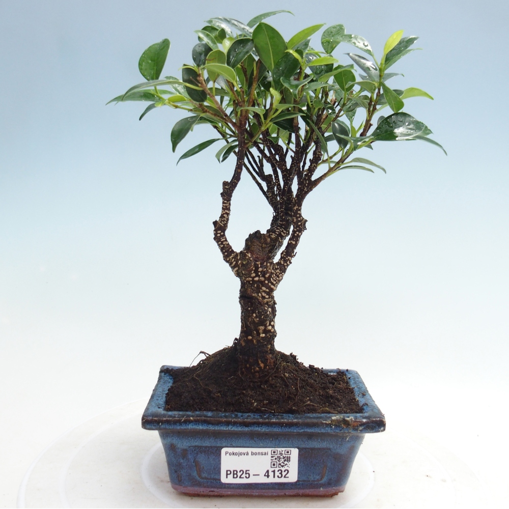 Szoba bonsai Ficus retusa kimmen