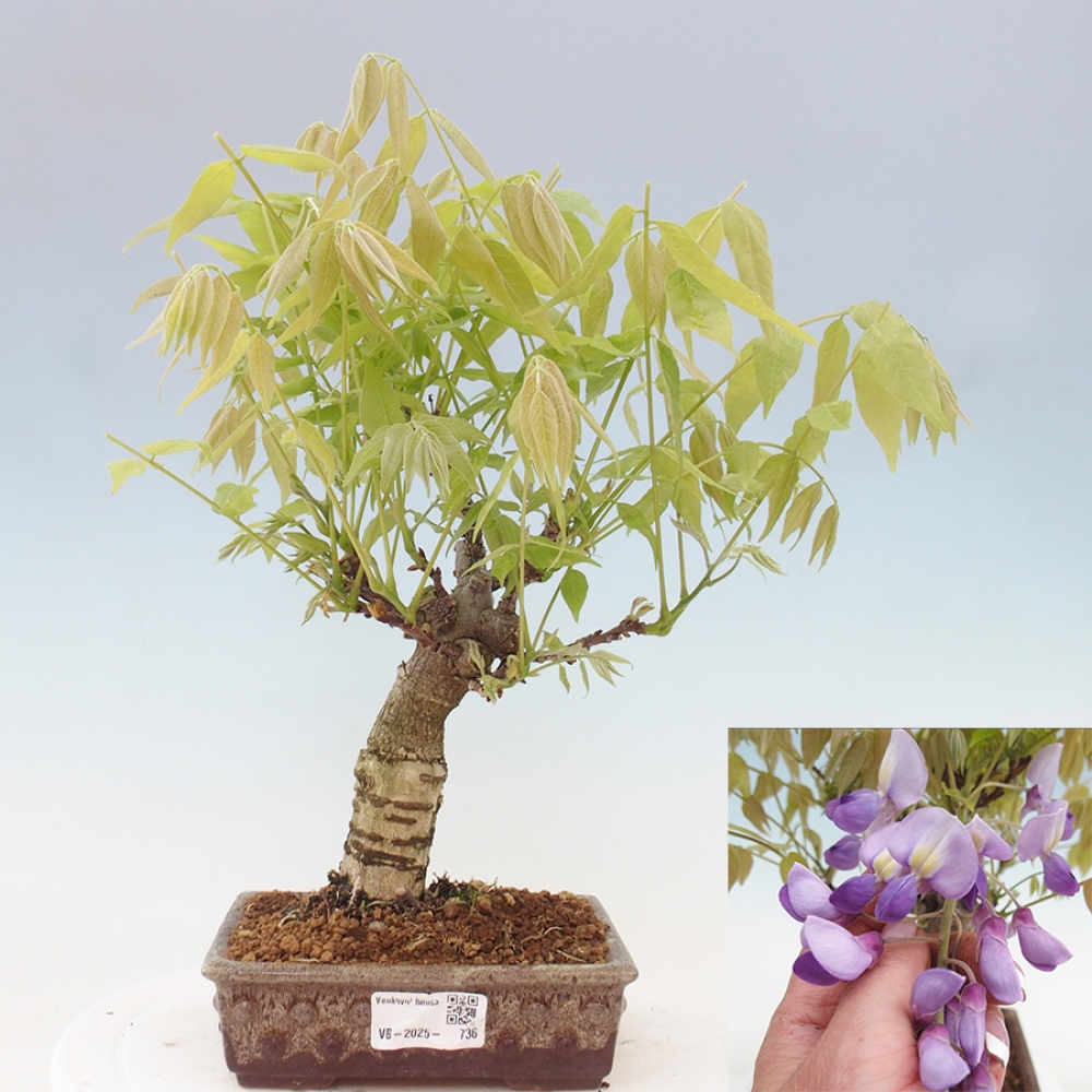 Kültéri bonsai - Wisteria floribunda
