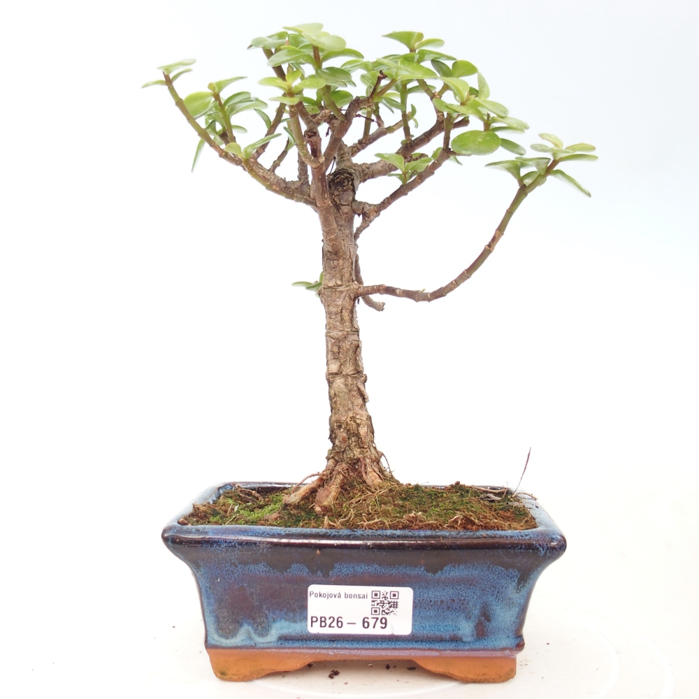 Szoba bonsai - Portulakaria Afra - Tlustice