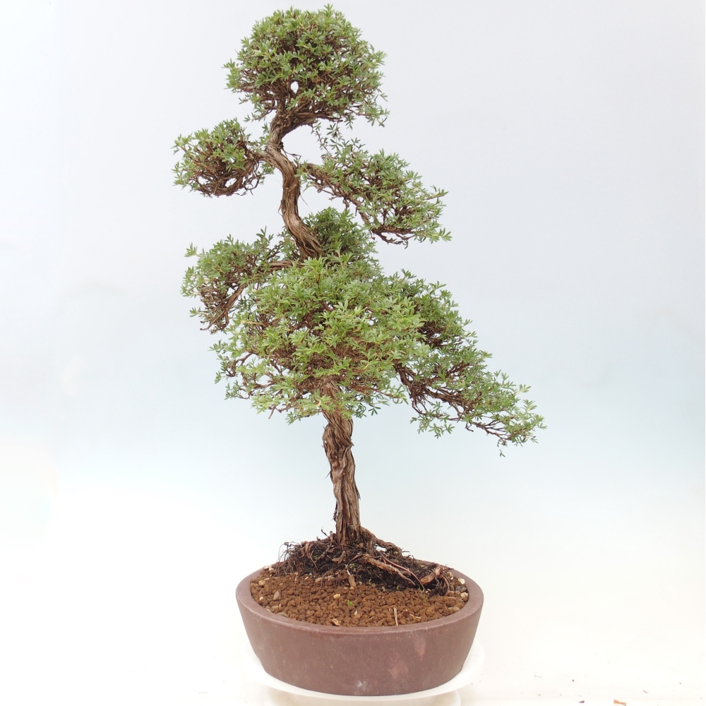 Kültéri bonsai - Potentila fruticosa