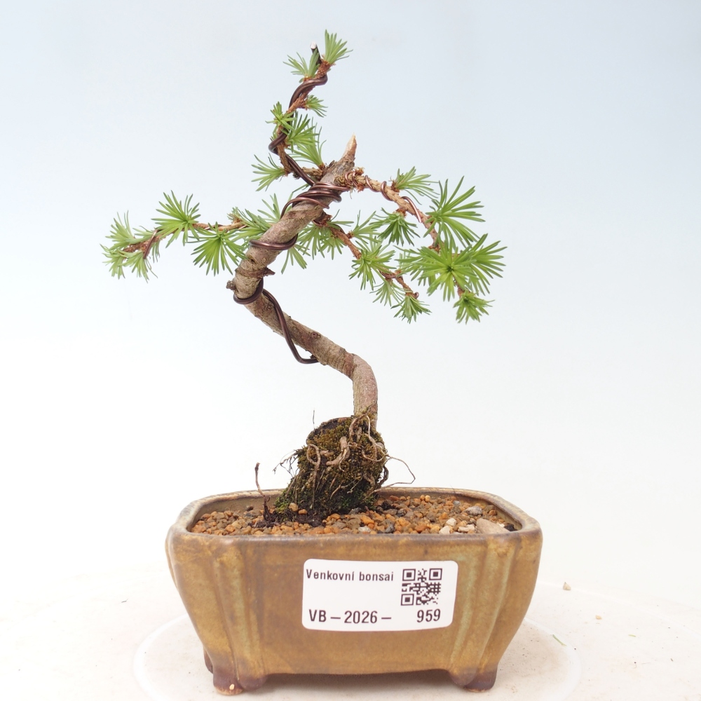 Kültéri bonsai - Larix Kaempferi - Japán vörösfenyő