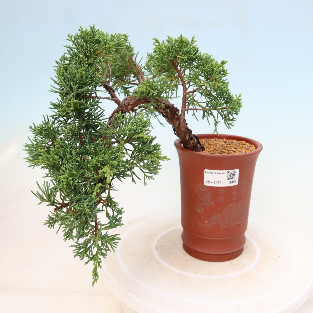Kültéri bonsai - Juniperus chinensis Kishu