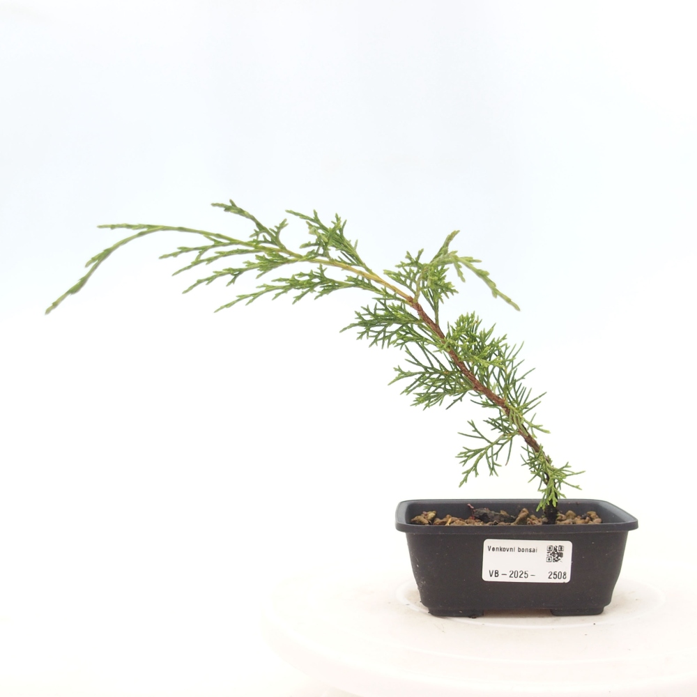 Kültéri bonsai - Juniperus chinensis Itoigawa