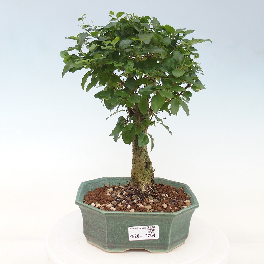 Szobai bonsai -Ligustrum chinensis - Madárcsőr