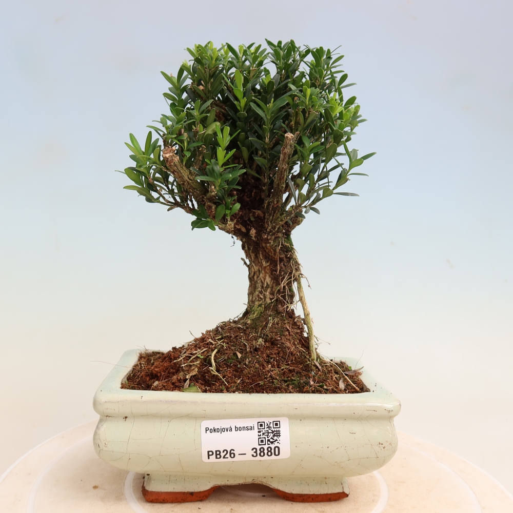 Szobai bonsai - Buxus harlandii - parafa buxus