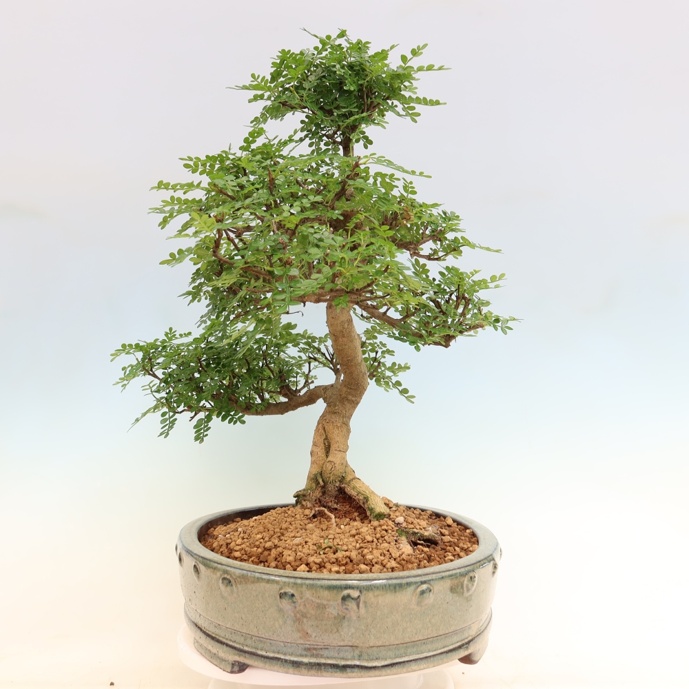 Szobai bonsai - Zantoxylum piperitum - borsfa