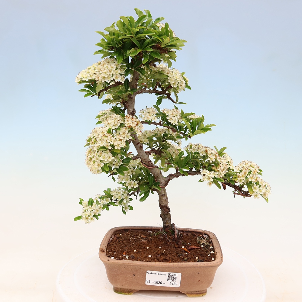 Kültéri bonsai – Pyracantha teton – Vörös tűszem