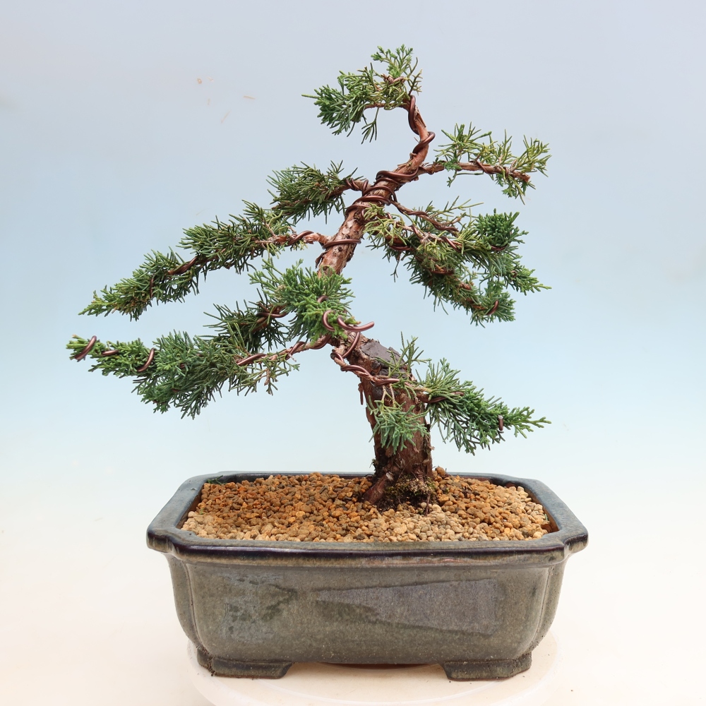 Kültéri bonsai - Juniperus chinensis Kishu