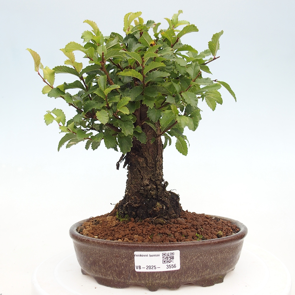 Kültéri bonsai - Zelkova - Zelkova NIRE