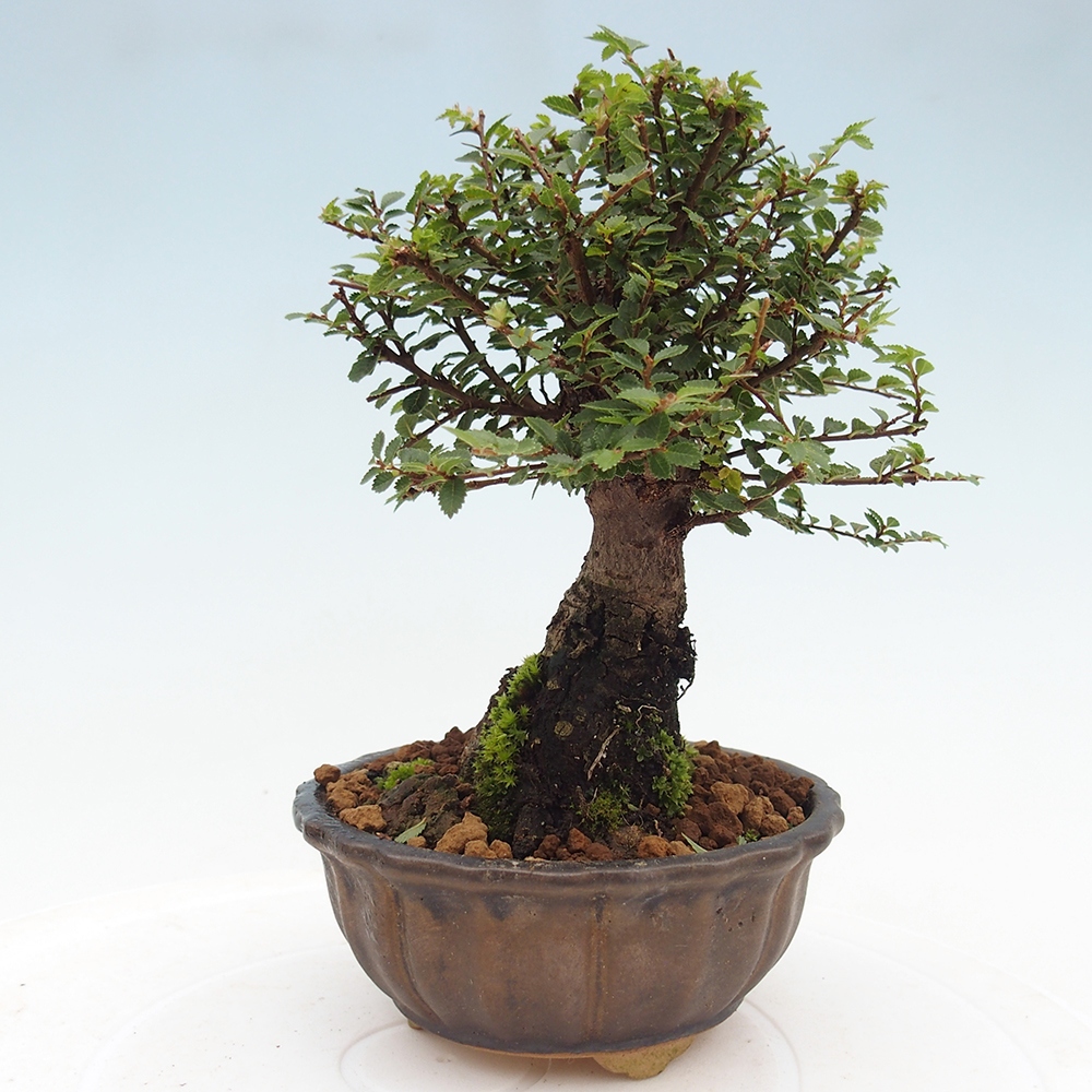 Kültéri bonsai - Ulmus parvifolia Hokkaido - Kínai szil - Ulmus parvifolia Hokkaido