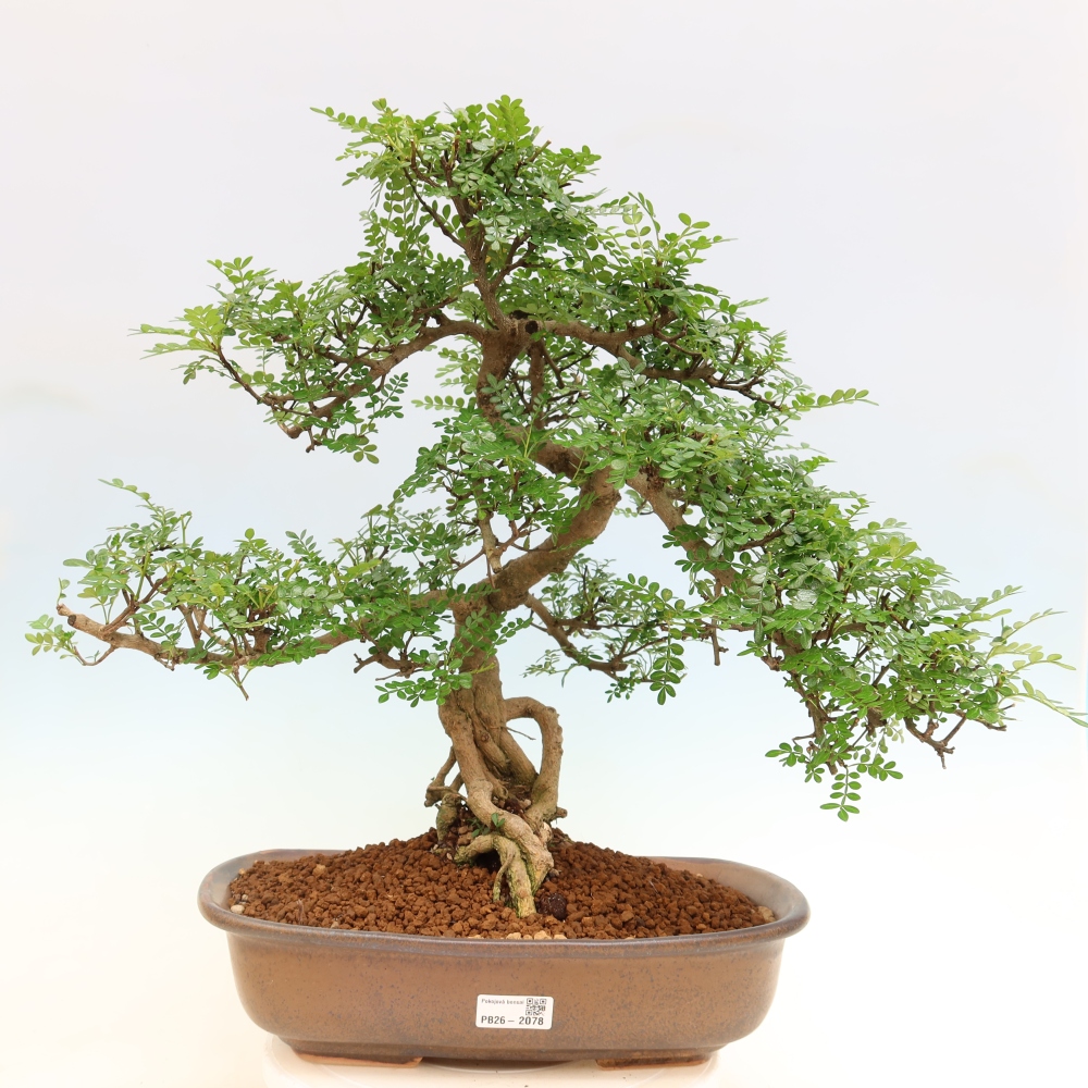 Szobai bonsai - Zantoxylum piperitum - borsfa
