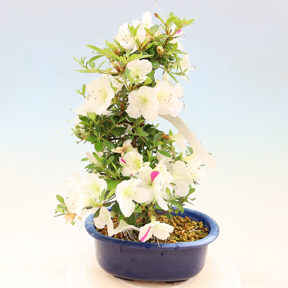Kültéri bonsai - Japán azálea - Azalea Yukigesho
