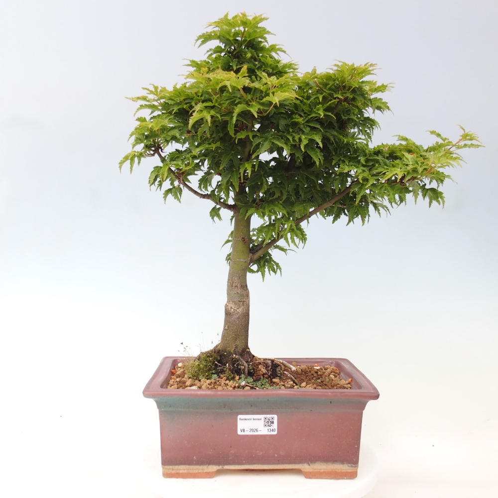 Kültéri bonsai -Javor pálma Acer palmatum Shishigashira