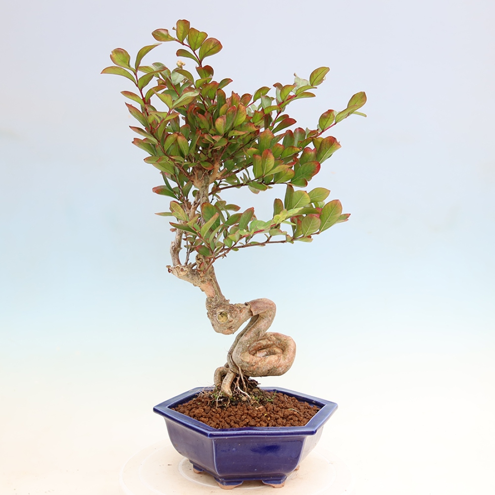 Szobabonsai – Lagerstroemia indica – indiai orgona
