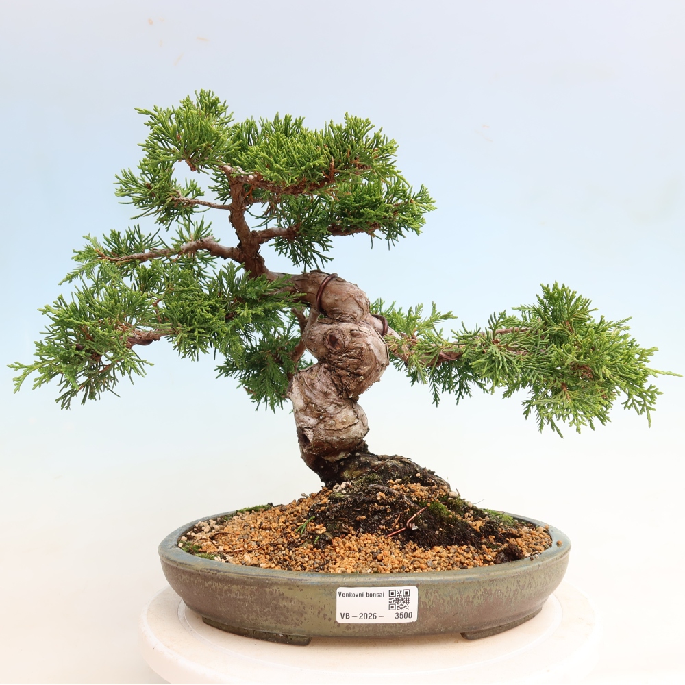 Kültéri bonsai - Juniperus chinensis Itoigawa-Juniperus chinensis