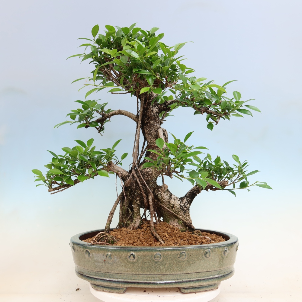 Szobai bonsai - Ficus kimmen - kislevelű fikusz