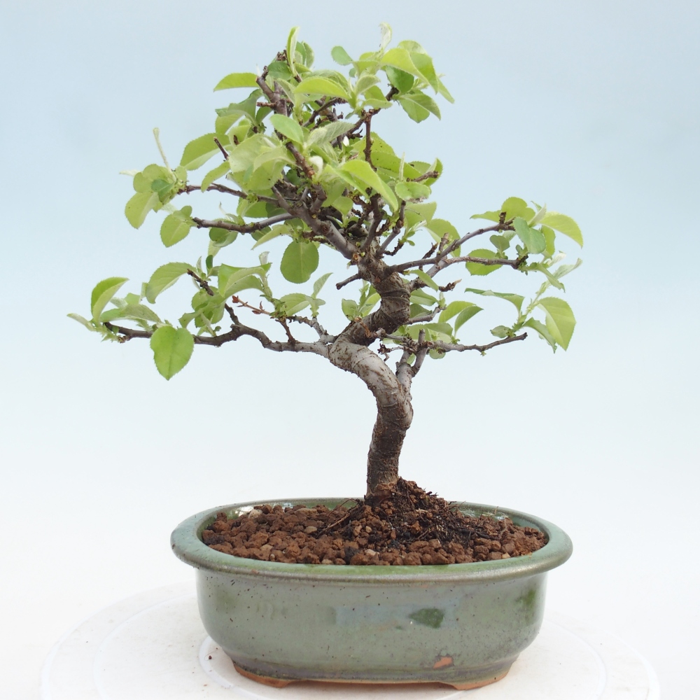 Kültéri bonsai - Chaneomeles chinensis