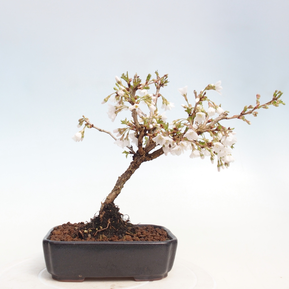 Kültéri bonsai - Prunus incisa Kojou-no mai-Plivon kivágva