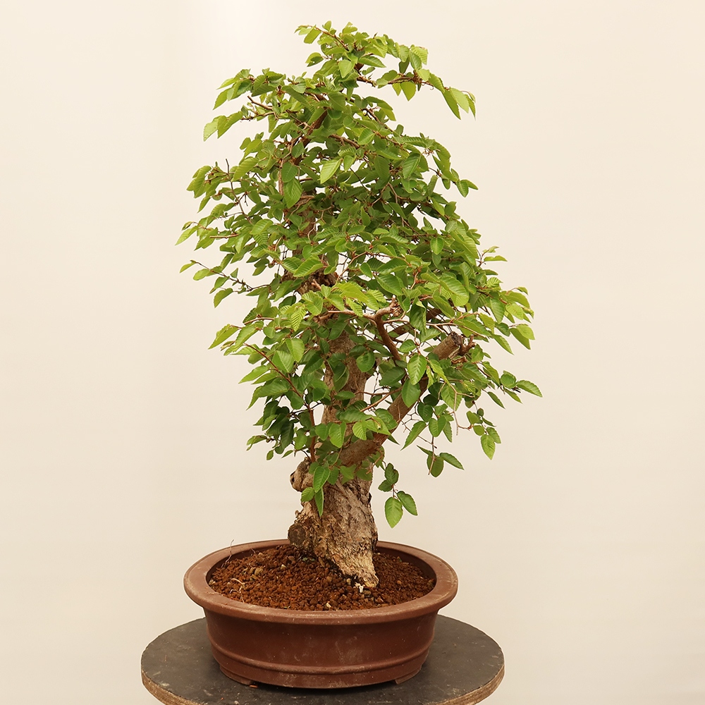 Kültéri bonsai -Carpinus Coreana - Koreai gyertyánfa