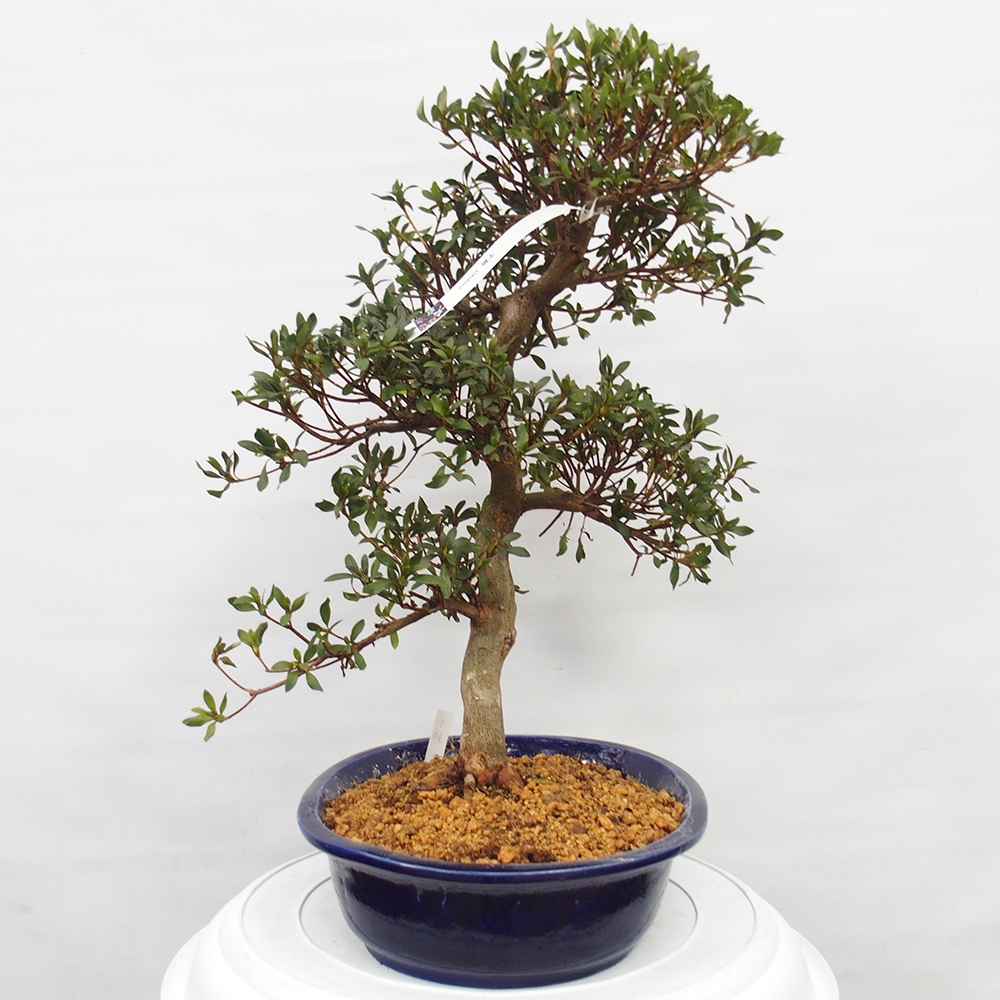 Kültéri bonsai - japán azálea - Azálea CHIHIRO