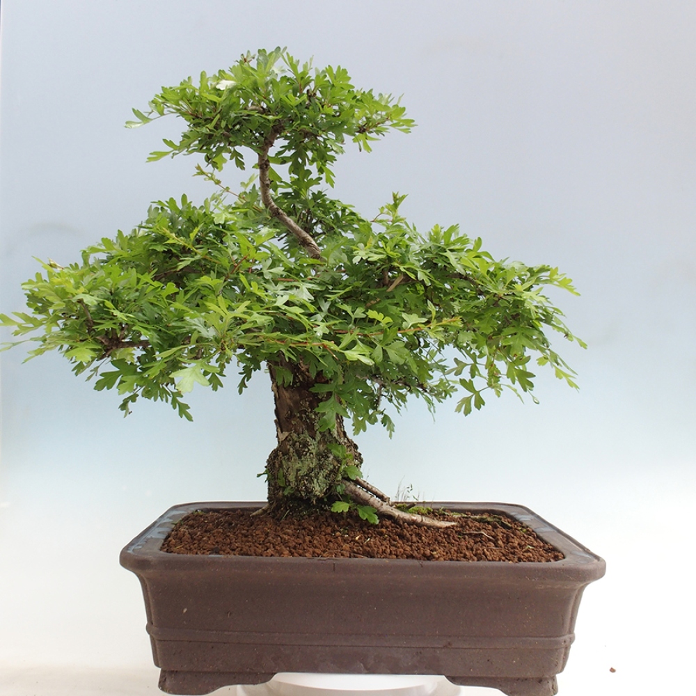 Kültéri bonsai - Galagonya - Crataegus monogyna