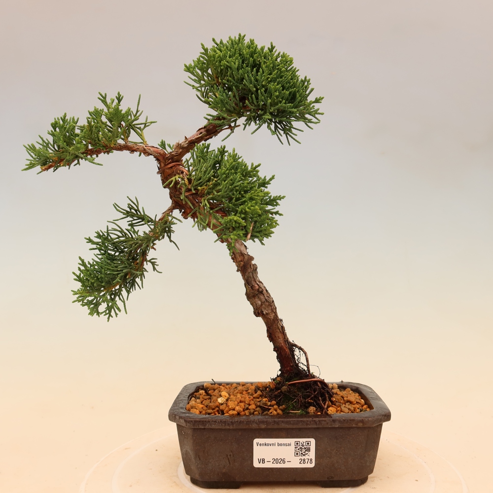 Kültéri bonsai - Juniperus chinensis Kishu