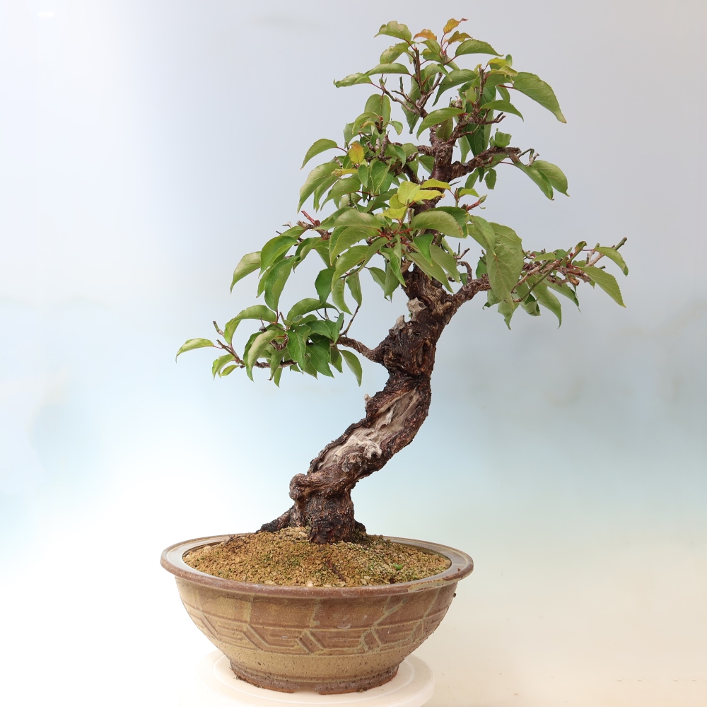 Kültéri bonsai – Japán barack – Prunus Mume