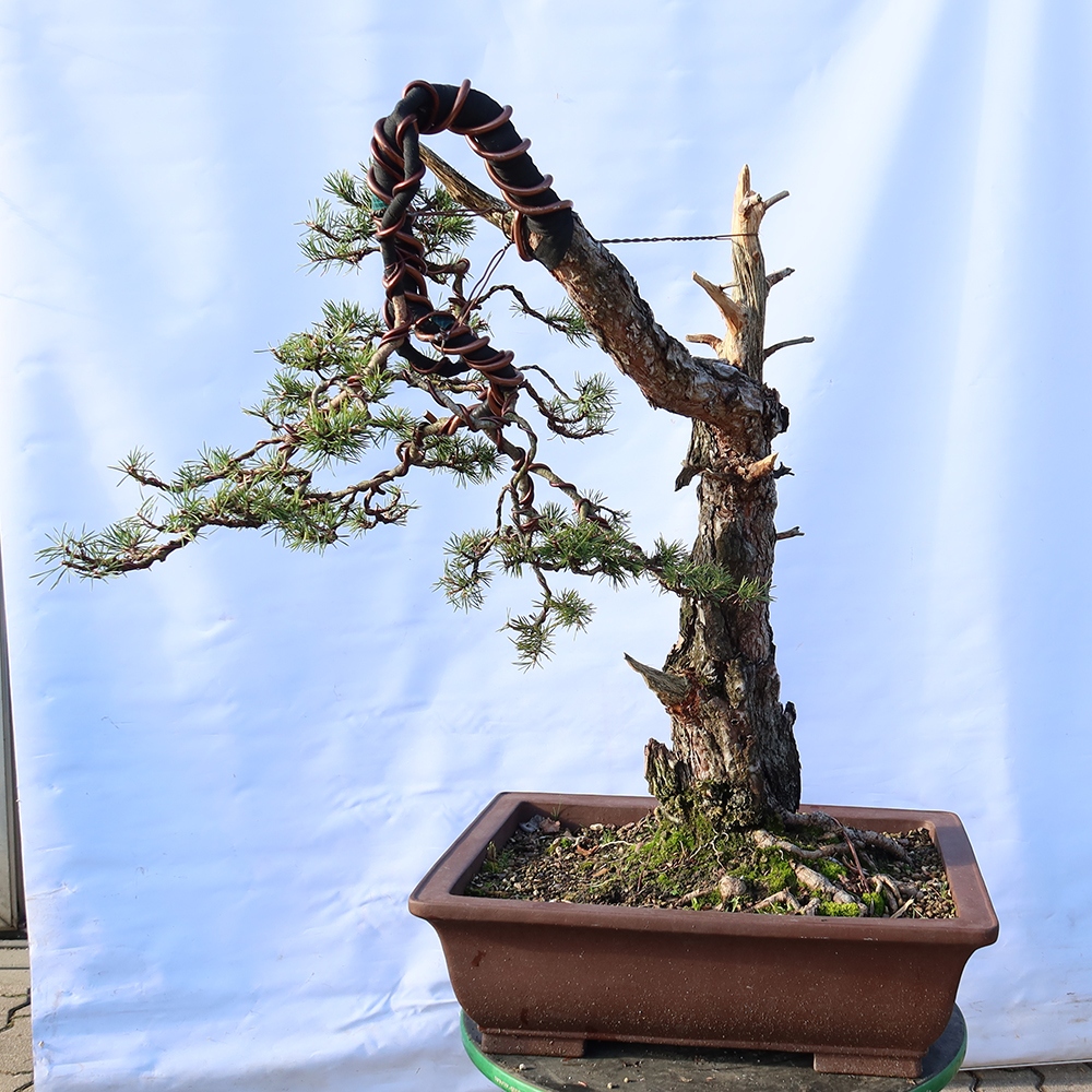 Pinus sylvestris Spanyolország – erdei fenyő